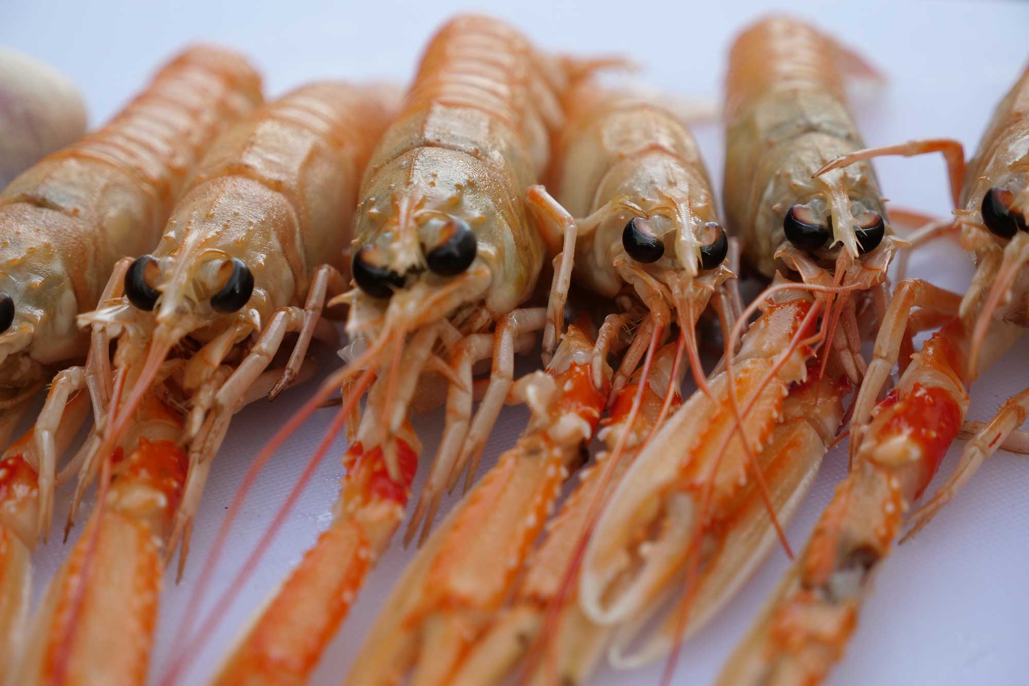 Scampi grillen - echte Scampi weisen Scheren auf