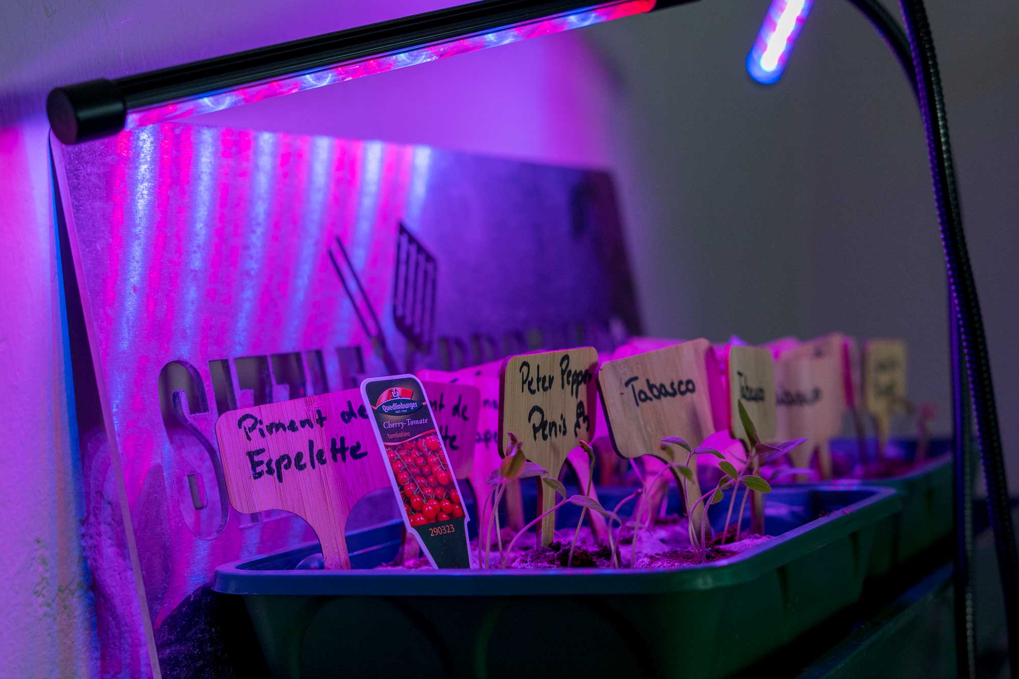 Dank des Pflanzenlichts bekommen die Sprösslinge nun 12 h lang perfektes Licht