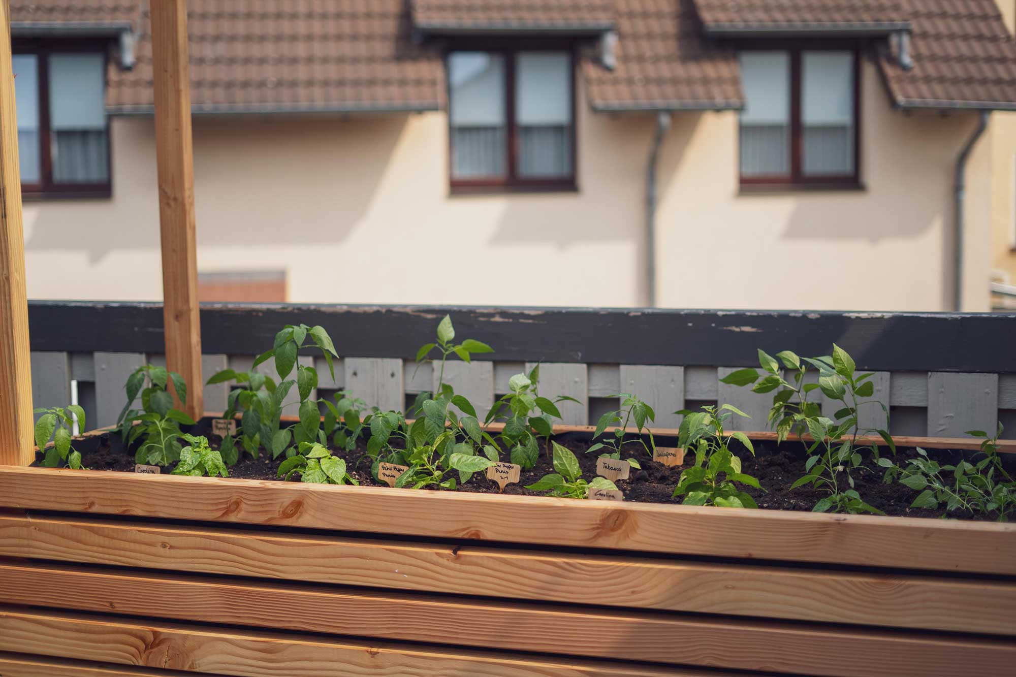 Die Chilis stehen nun im Hochbeet
