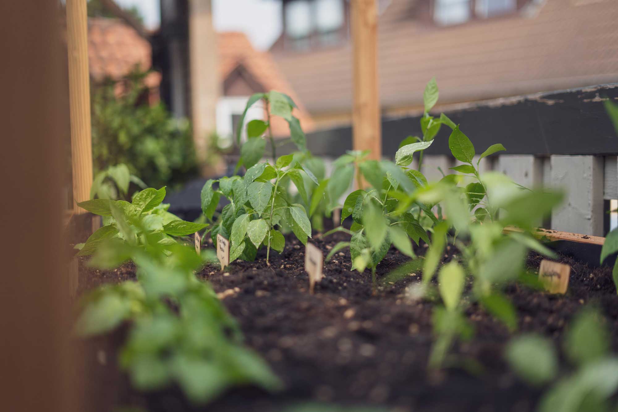 Die Chilis sind ausgepflanzt