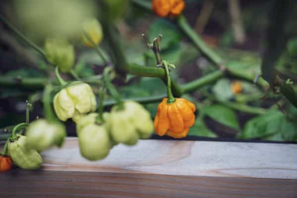 Carolina Reaper - Chilis anbauen