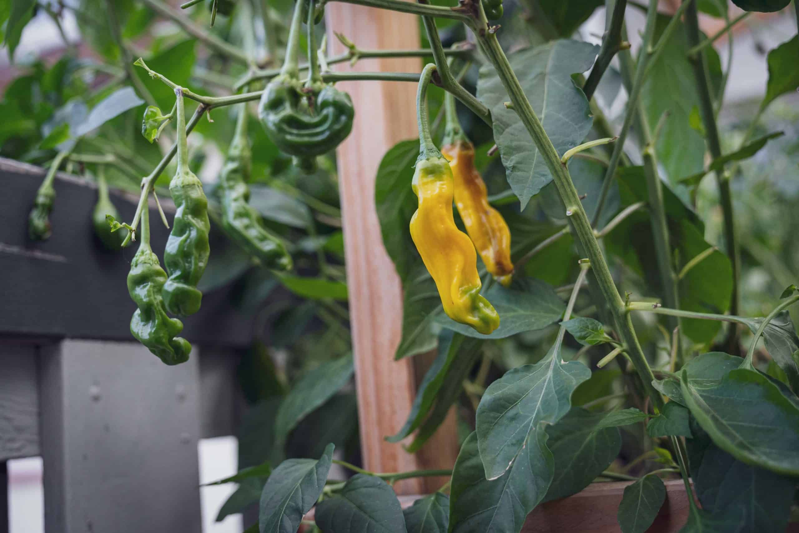 Gelbe Peter Pepper Penis Chilis