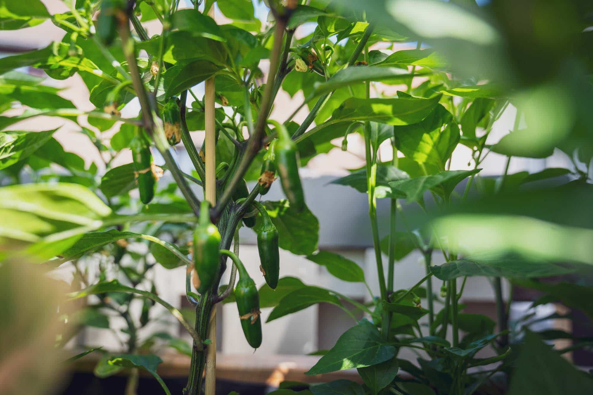 Chilis (Die Basis von #Scharfeschote") tragen erste Früchte