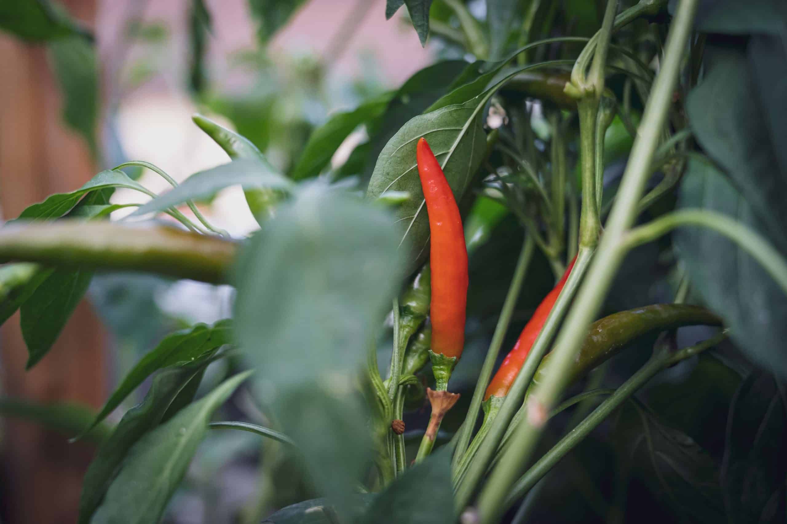 Rote Früchte beim Chilis anbauen