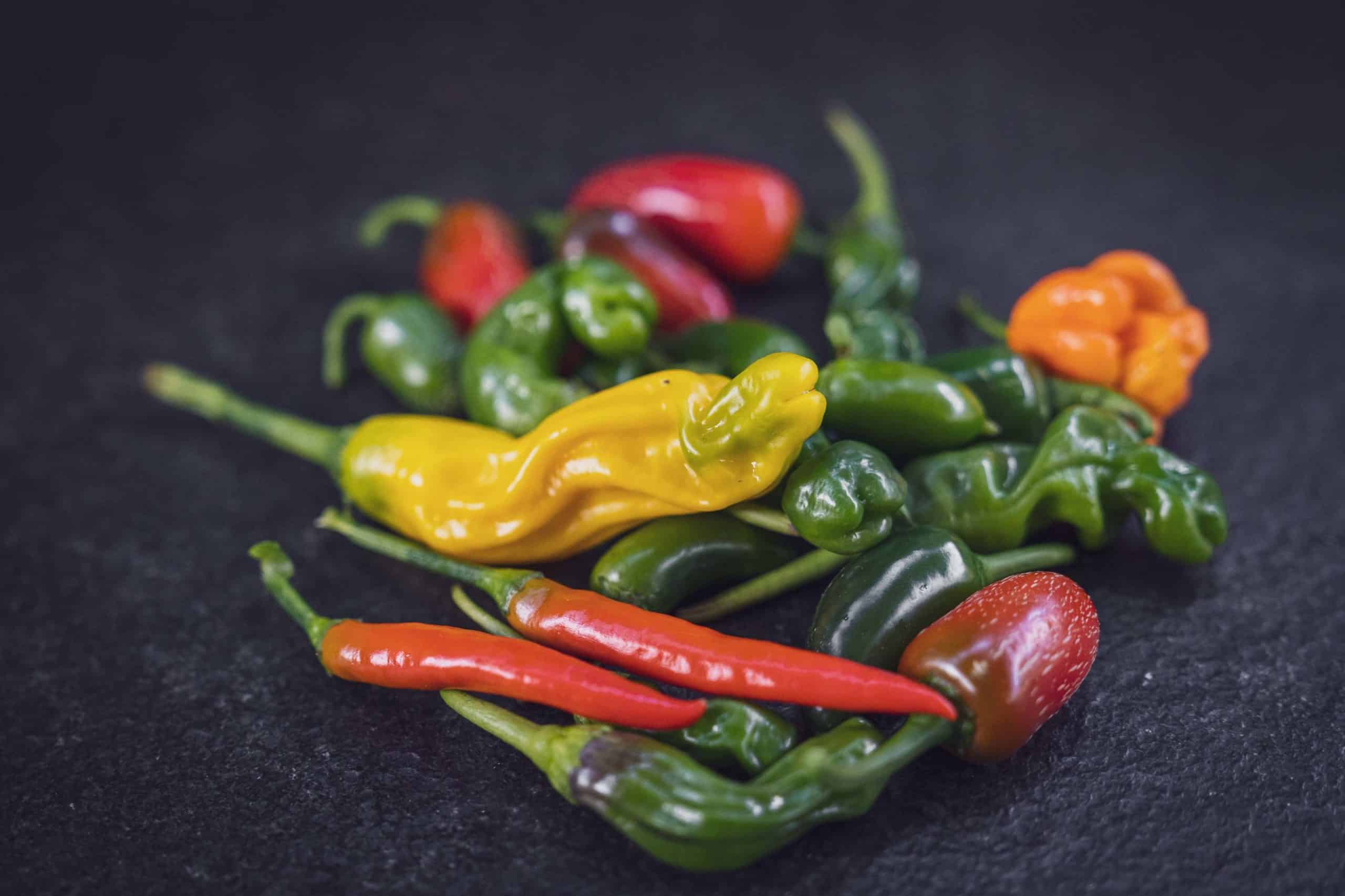 frisch geerntete Chilis