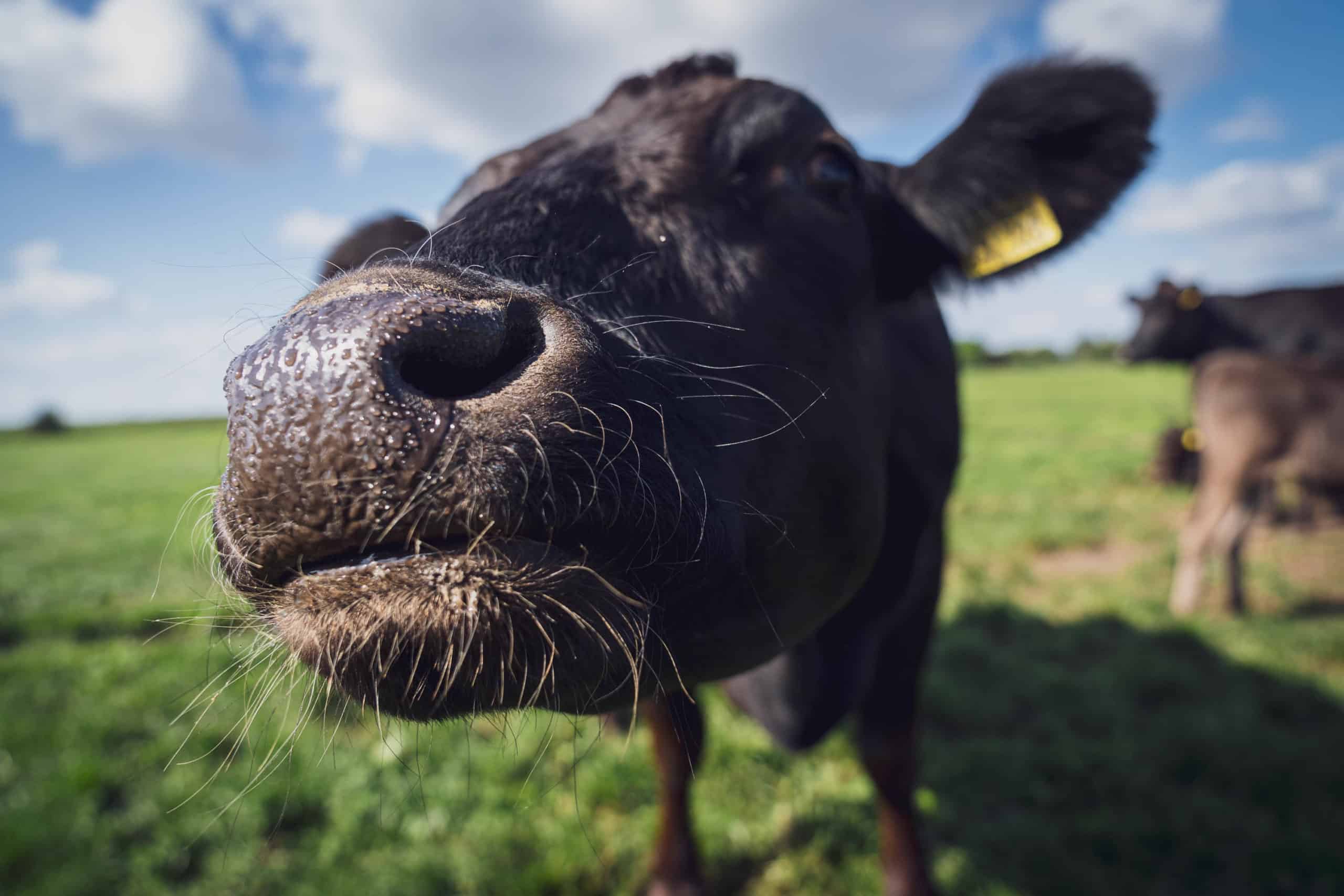 Die Wagyu Rinder haben eine sehr dunkle Fellfarbe