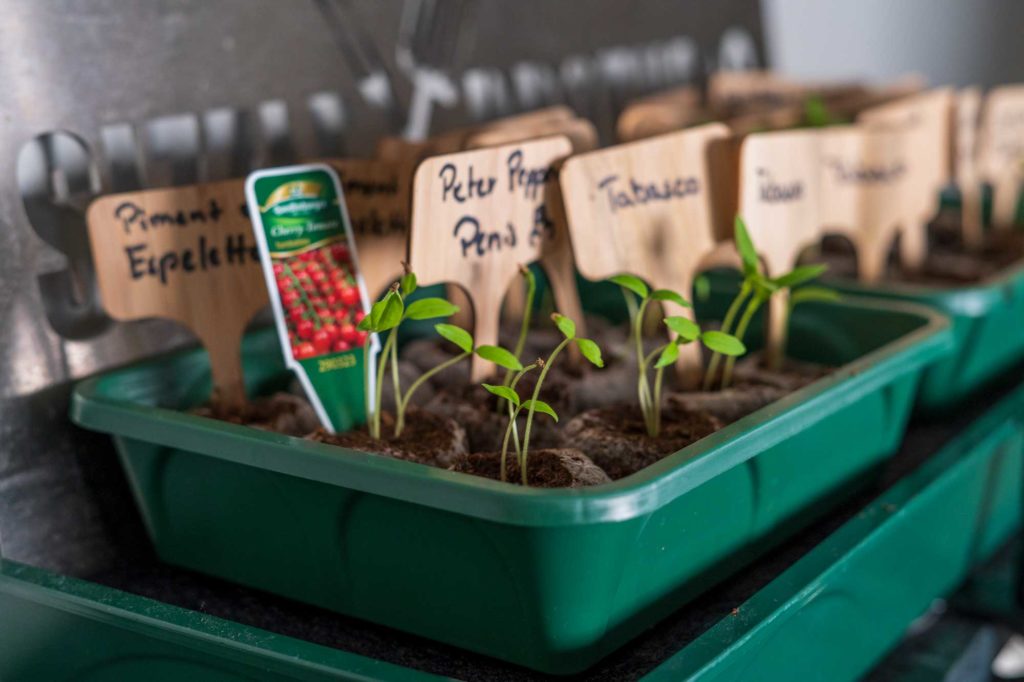 Die ersten Keimlinge beim Chili anbauen