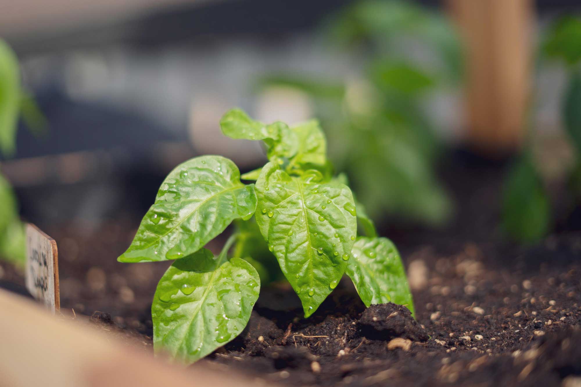 Chilipflanze aus der eigenen Zucht