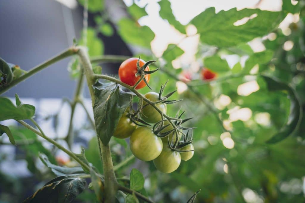 Tomaten im Hochbeet