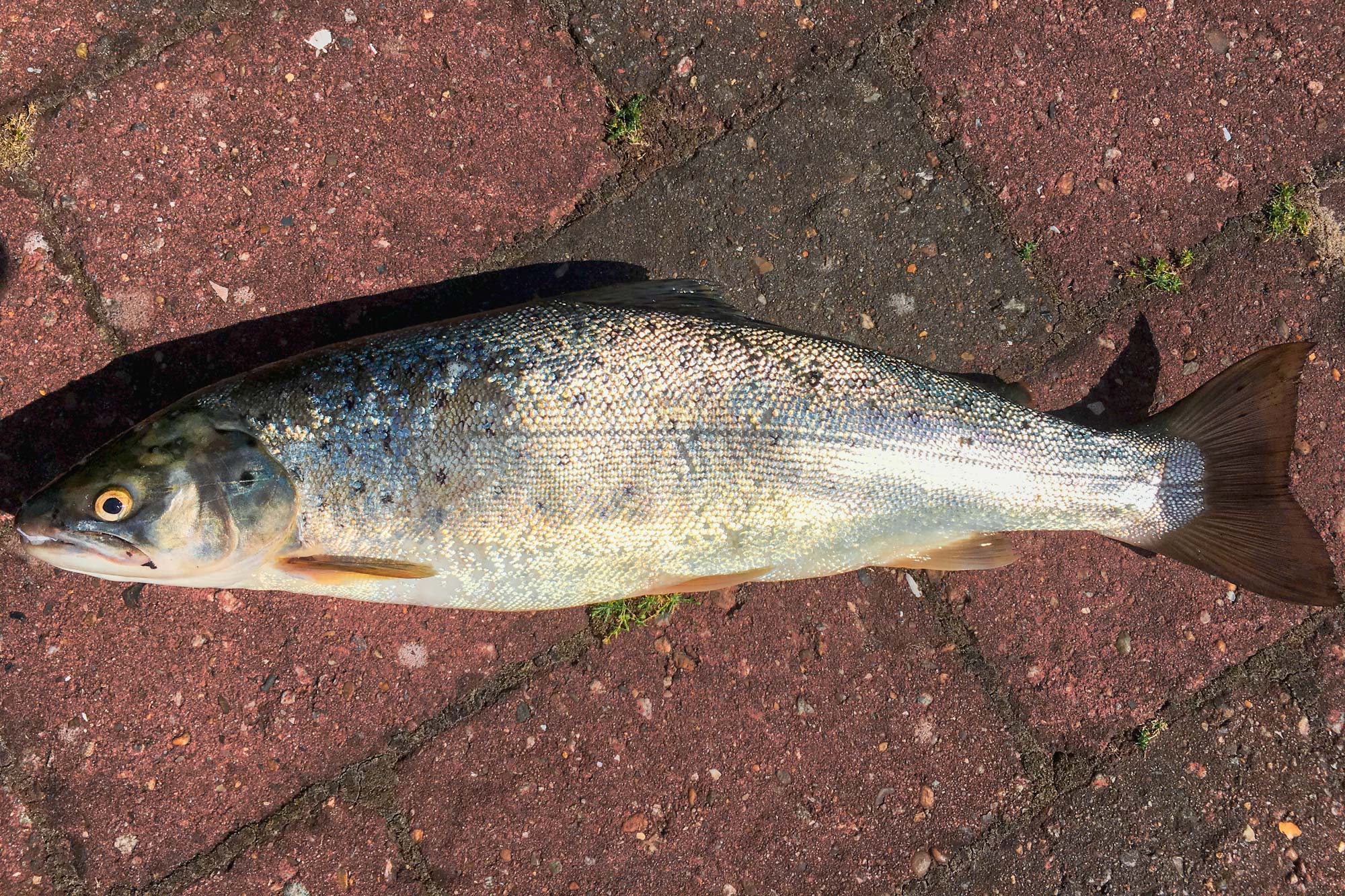 Frischer Fisch: Meerforelle