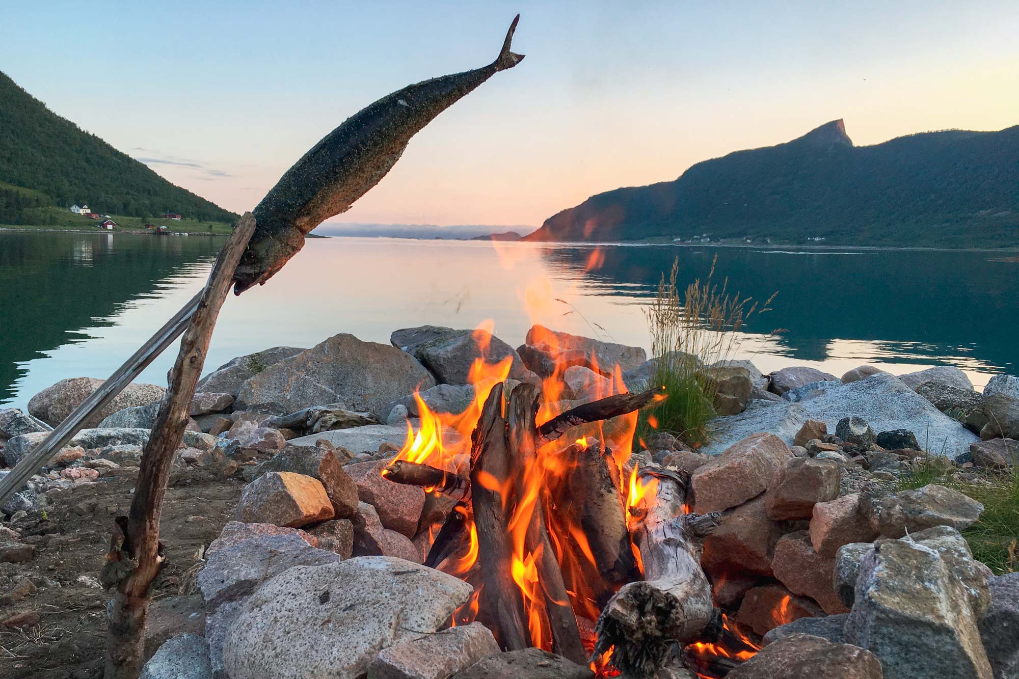 Makrele über dem Lagerfeuer